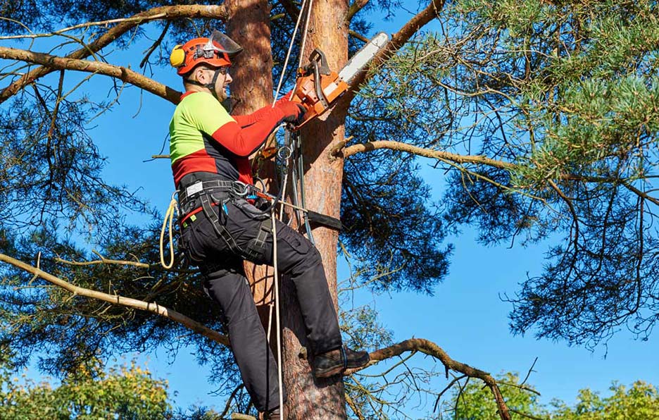 P&M Tree Service Arborist Services